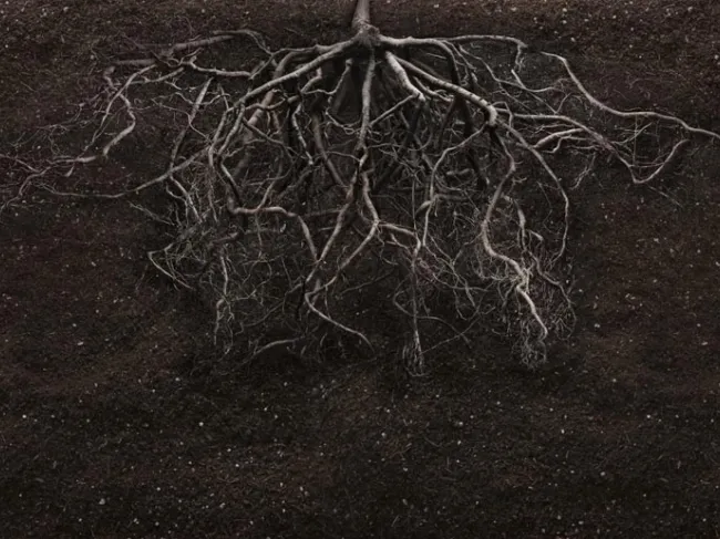roots